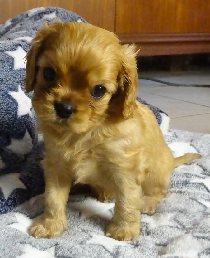 du Jardin de Claire - Chiot disponible  - Cavalier King Charles Spaniel