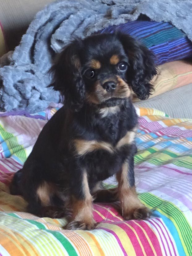 du Jardin de Claire - Chiot disponible  - Cavalier King Charles Spaniel