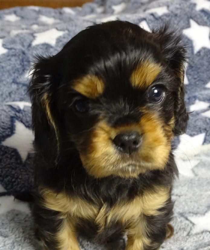 du Jardin de Claire - Chiot disponible  - Cavalier King Charles Spaniel