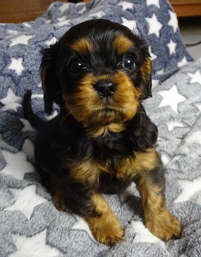 du Jardin de Claire - Chiot disponible  - Cavalier King Charles Spaniel