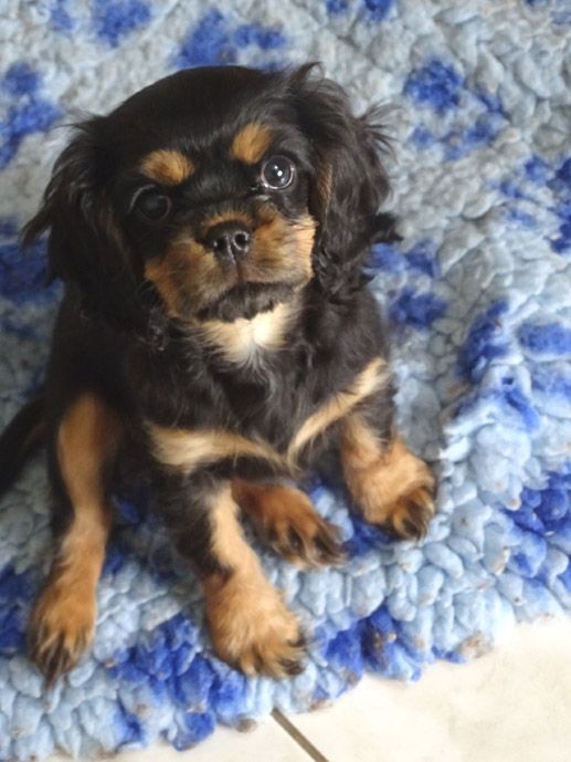 du Jardin de Claire - Chiot disponible  - Cavalier King Charles Spaniel