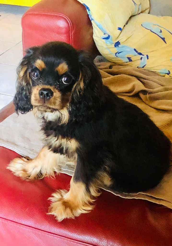 du Jardin de Claire - Chiot disponible  - Cavalier King Charles Spaniel