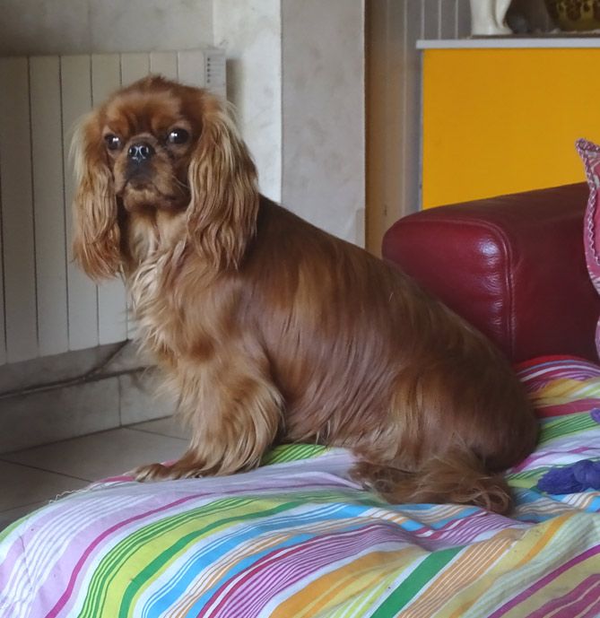 du Jardin de Claire - Chiot disponible  - Cavalier King Charles Spaniel