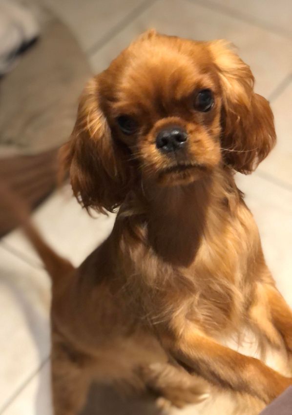 du Jardin de Claire - Chiot disponible  - Cavalier King Charles Spaniel