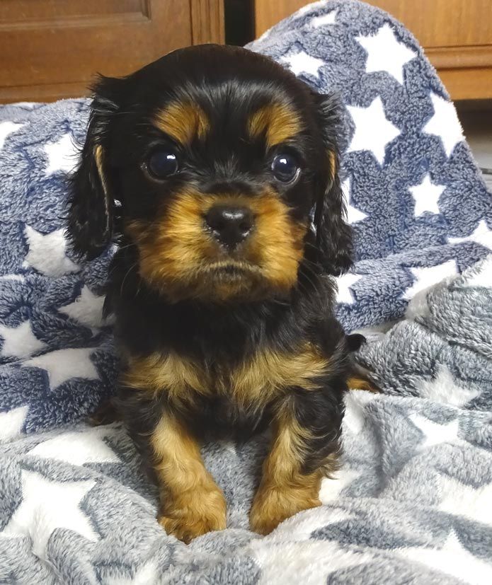 du Jardin de Claire - Chiot disponible  - Cavalier King Charles Spaniel