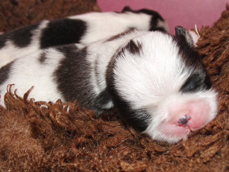 du Jardin de Claire - Chiots disponibles - Epagneul Japonais