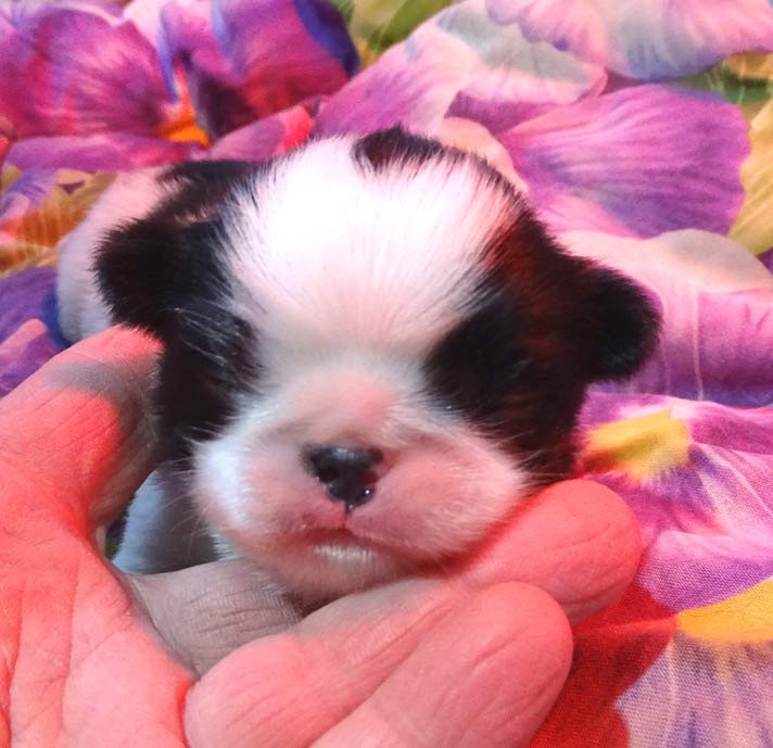 du Jardin de Claire - Chiots disponibles - Epagneul Japonais