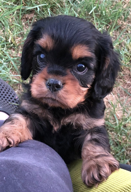 du Jardin de Claire - Chiots disponibles - Cavalier King Charles Spaniel