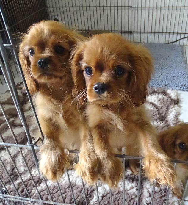 du Jardin de Claire - Cavalier King Charles Spaniel - Portée née le 20/02/2025