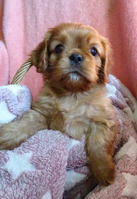 du Jardin de Claire - Cavalier King Charles Spaniel - Portée née le 20/02/2025