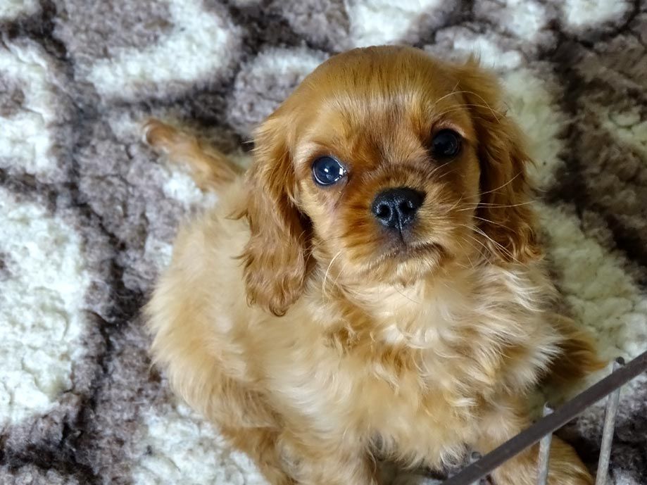 du Jardin de Claire - Chiots disponibles - Cavalier King Charles Spaniel