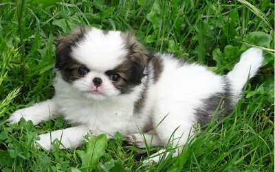 Chiot N°2