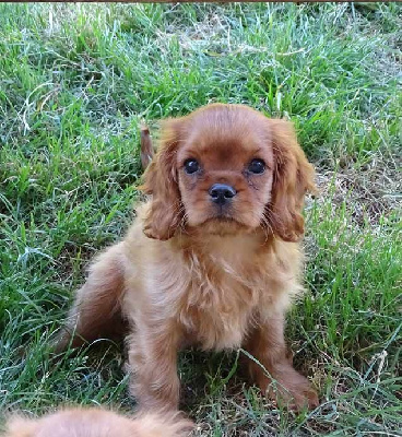 CHIOT 1