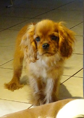 CHIOT 4