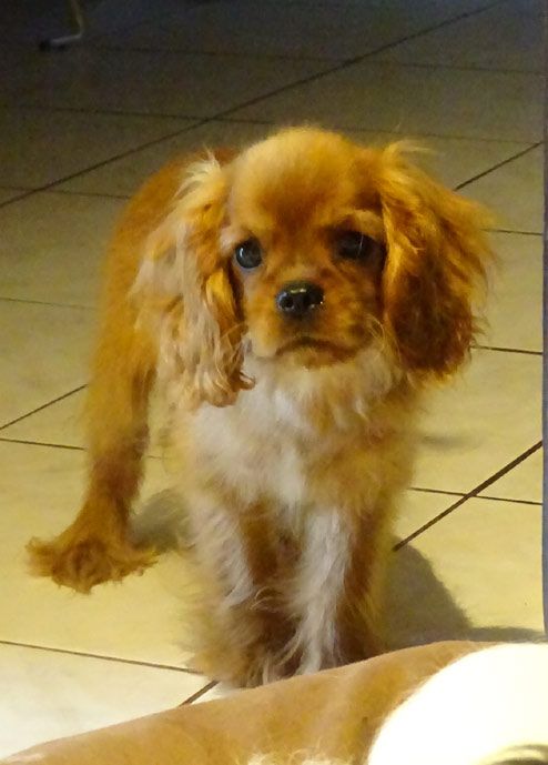 du Jardin de Claire - Chiots disponibles - Cavalier King Charles Spaniel