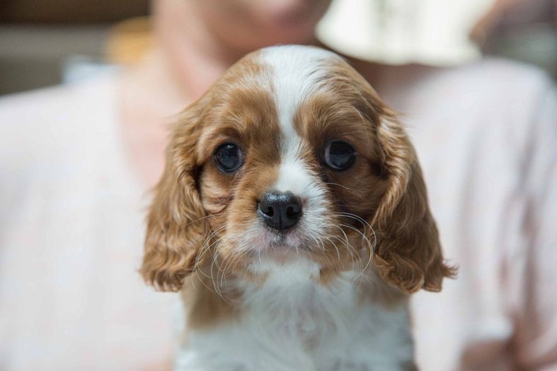 CHIOT