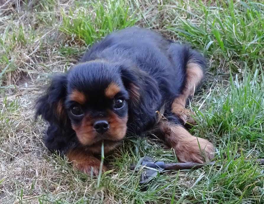 du Jardin de Claire - Chiots disponibles - Cavalier King Charles Spaniel